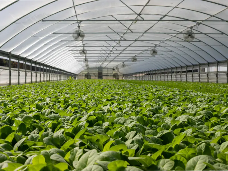 The Complete Guide to Plant-Based Diets 4 Plantation